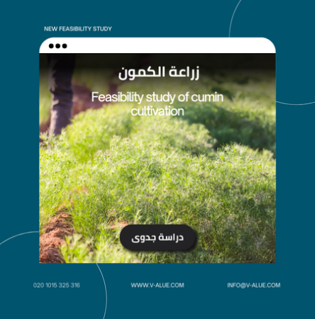 دراسة جدوى زراعة الكمون