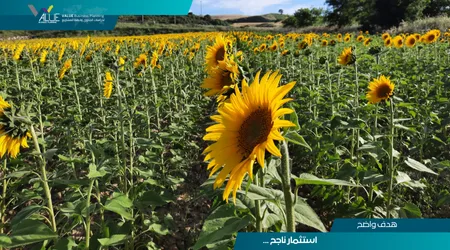 دراسة جدوى زراعة عباد الشمس