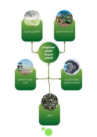 دراسة جدوى مشروع تسمين الدواجن (2)