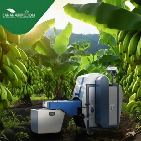 مشروع مملكة الموز